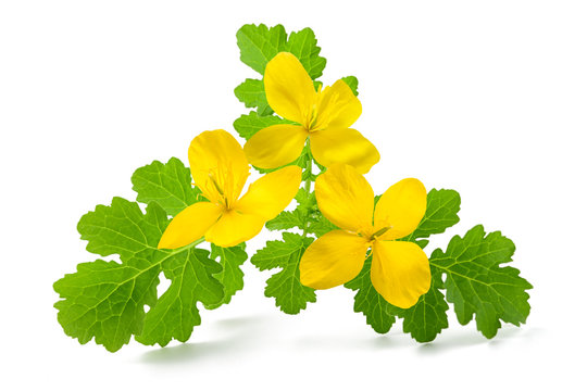 Celandine (Chelidonium Majus)