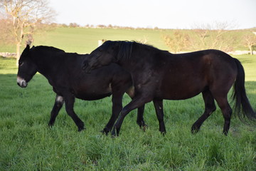 Fototapeta premium MURGESE HORSE. Italian equine breed of the Murge (Puglia, Italy), bred in the wild since the twentieth century in the old farms. Its origins date back to the era of Spanish domination. 