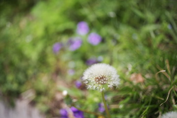 Beautiful korean wild flowers