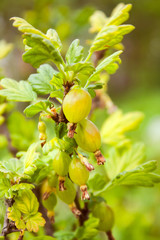 Gooseberries in the garden