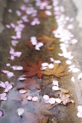 spring cherry blossom petal maple autumn leaf