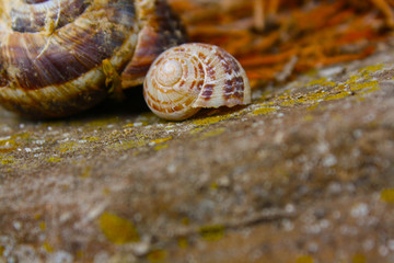 chiocciola