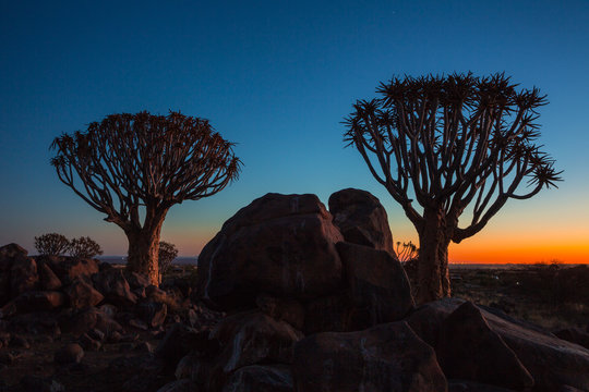 Scenic view of trees and rocks in savanna during sunset