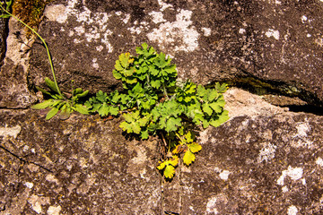 Celandine, medicinal herb on a medieval wall