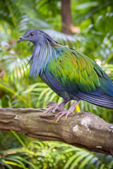 Nicobar pigeon (Caloenas nicobarica). Wildlife animal.