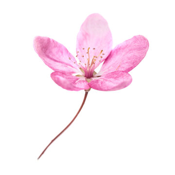 Fototapeta Pink flower from sakura tree isolated on white background. Macro close up studio shot