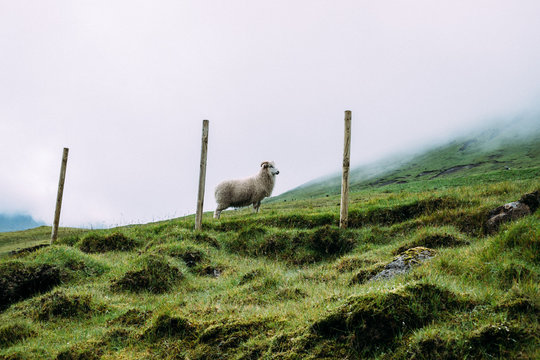 Landschaft auf F&auml;r&ouml;er mit Schaf