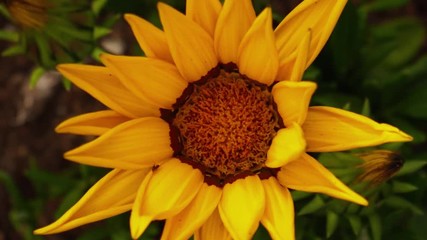 Yellow sunflower flower opening timelapse, zoom in. 4K UHD.