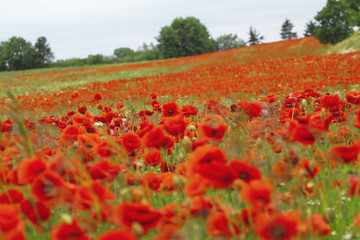 Beautiful close shot in the poppy's field