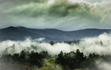Misty Forest