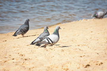 Obraz premium Gołębie na plaży