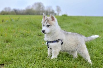 puppy husky standing in the grass