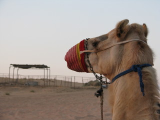 Camel - Dubai - United Arab Emirates