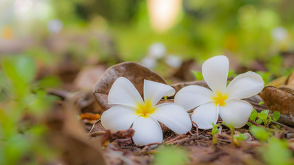Romantic flowers on natural background. Plumeria tropical flowers on blurred bokeh background