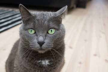 Cute gray cat