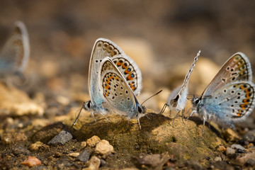 Many pretty gossamer-winged butterflies resting together