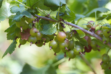 Green gooseberry in summertime