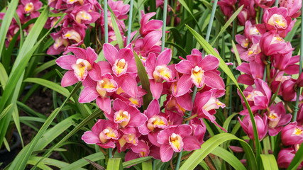 Purple Cymbidium flower in a garden.