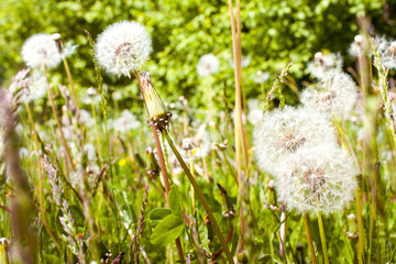 Obraz premium Dandelion field