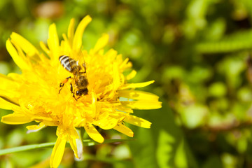 Bee working on dandelion flower
