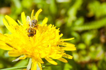 Bee working on dandelion flower