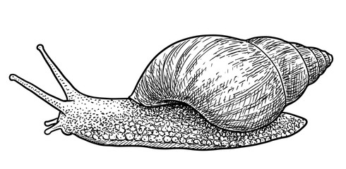 Snail Achatina snail illustration, drawing, engraving, ink, line art, vector