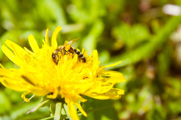 Bee on dandelion