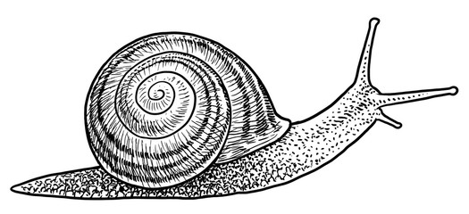 Garden snail illustration, drawing, engraving, ink, line art, vector