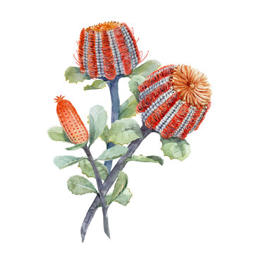 Watercolor australian banksia vector composition