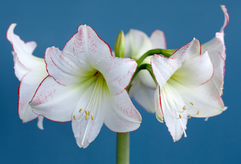 Fototapeta na wymiar Amaryllis Hippeastrum Picasso closeup