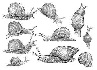 Fotobehang Garden snail illustration, drawing, engraving, ink, line art, vector © jenesesimre