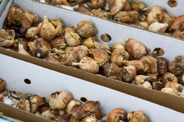 Tulip bulbs are stored in boxes prepared for planting. Agriculture