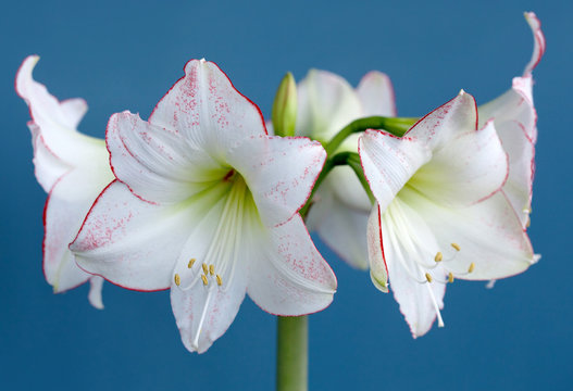 Amaryllis Hippeastrum Picasso closeup
