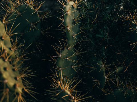 Close-up spiky cactus