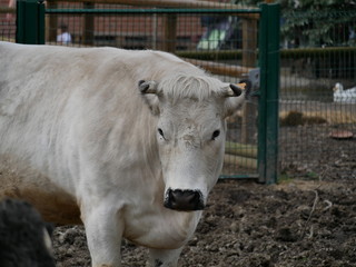 Vache blanche