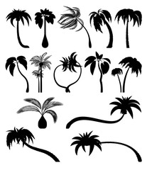 Fototapeta na wymiar Set tropical palm trees with leaves, mature and young plants. Black silhouettes isolated on white background. Vector. Palm icon