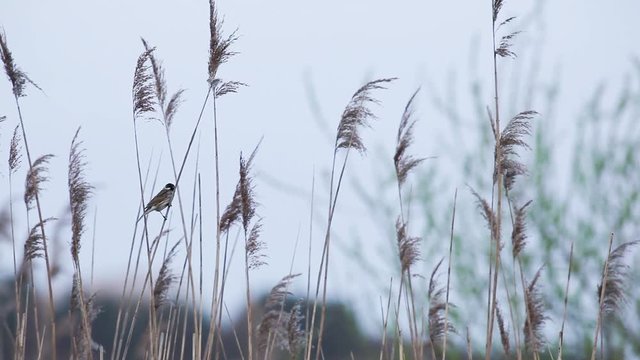 an adult reed bunting
