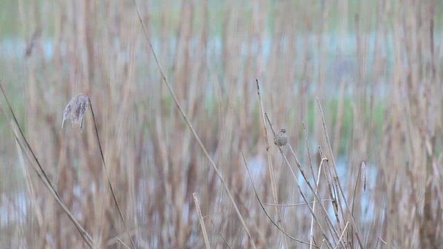 an Willow warbler singing the water on the reeds
