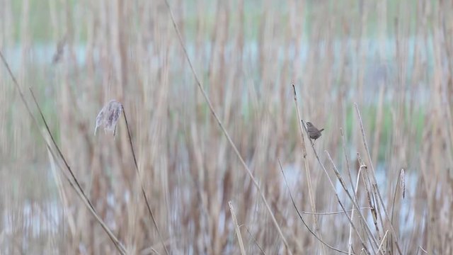 an Willow warbler singing the water on the reeds

