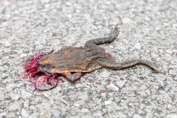 Dead frog isolate on background close up