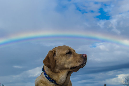 Perro bajo un arco iris