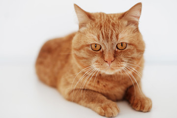 Big fluffy red cat with orange eyes lies on a white table and looks at the camera