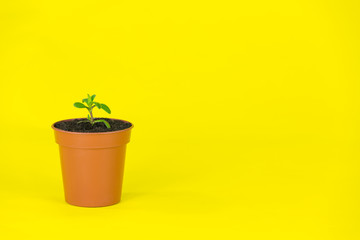 Seedling, Young Plant in a Pot, Isolated on Yellow Background
