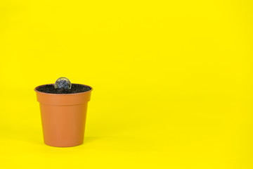 Fototapeta na wymiar Pound Coin in a Plant Pot on a Bright Yellow Background