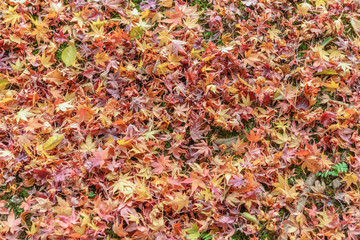 背景素材 庭園の落葉