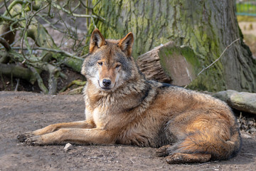 smiling wolf in nature