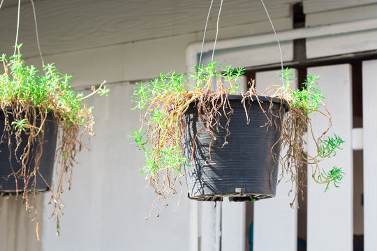 flowerpot isolate on background close up