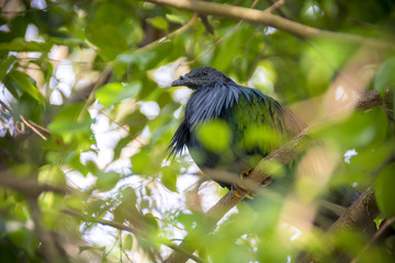 Nicobar pigeon (Caloenas nicobarica). Wildlife animal.