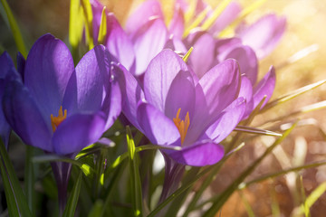 macro of some purple crocuses in spring