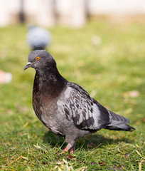 Beautiful pigeon goes to find food
